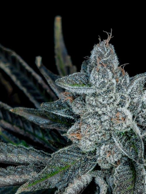 Doctor's Choice - Black mamba #42. Week 15