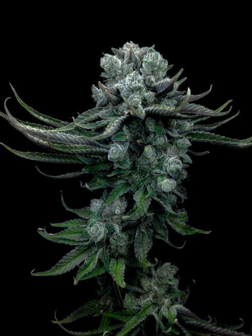 Doctor's Choice - Black mamba #42. Week 15