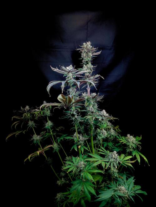 Doctor's Choice - Black mamba #42. Week 15