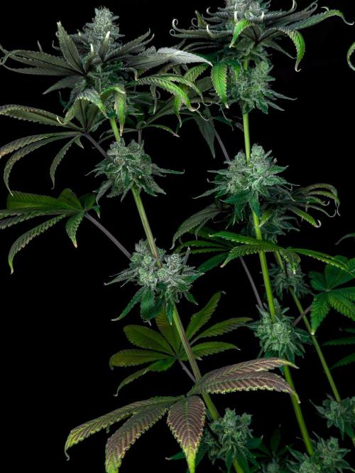 Doctor's Choice - Black mamba #42. Week 15