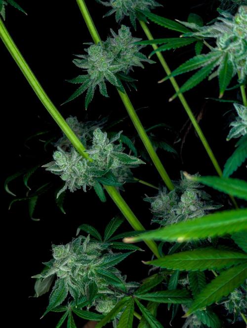 Doctor's Choice - Black mamba #42. Week 15