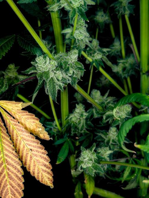 Doctor's Choice - Black mamba #42. Week 15