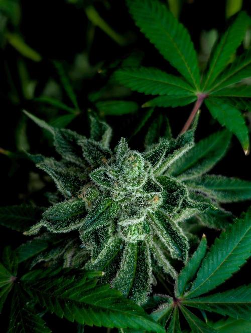 Doctor's Choice - Black mamba #42. Week 15