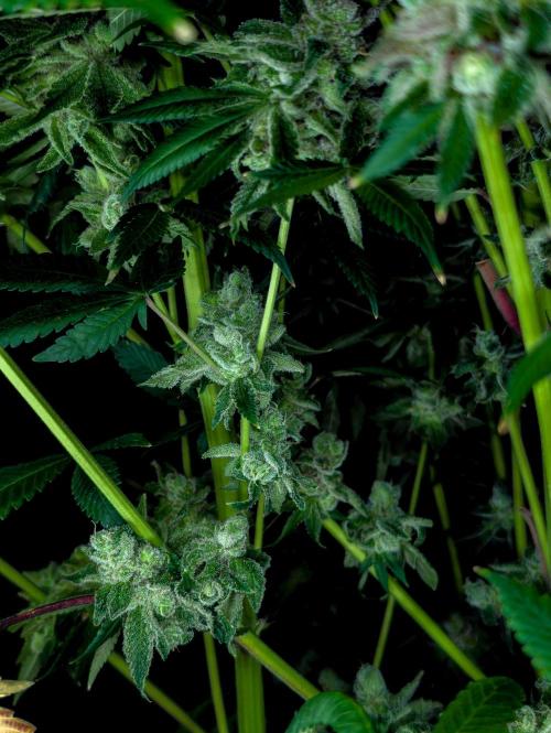 Doctor's Choice - Black mamba #42. Week 15