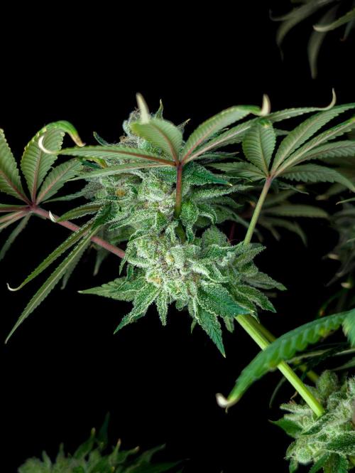 Doctor's Choice - Black mamba #42. Week 15