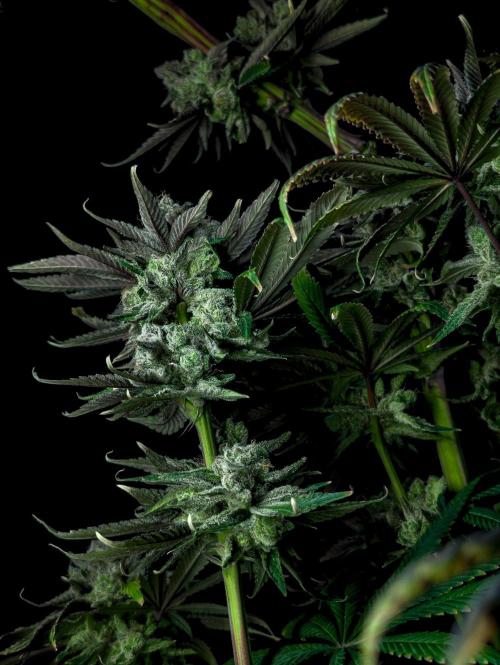 Doctor's Choice - Black mamba #42. Week 15