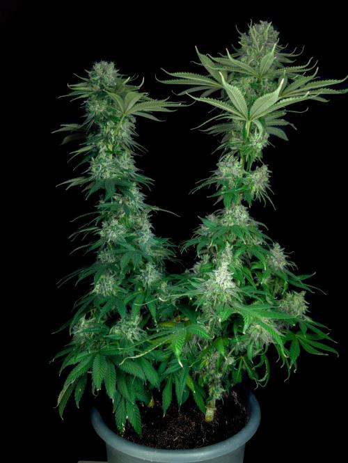 Doctor's Choice - Black mamba #42. Week 15