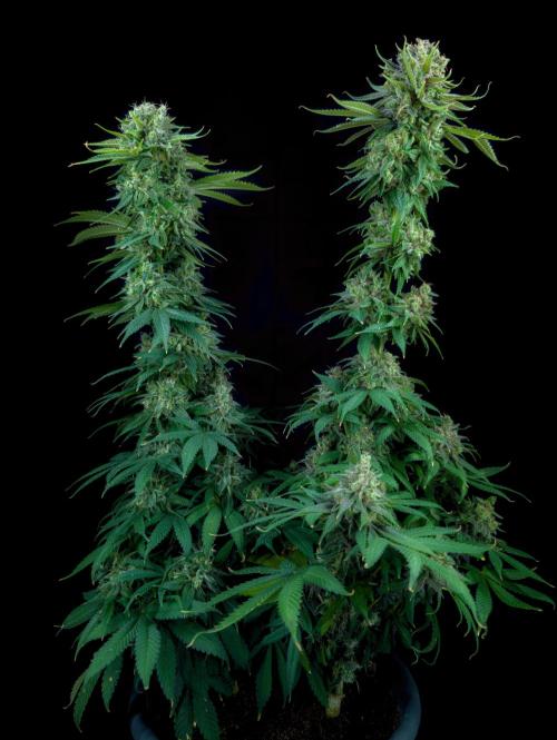 Doctor's Choice - Black mamba #42. Week 15