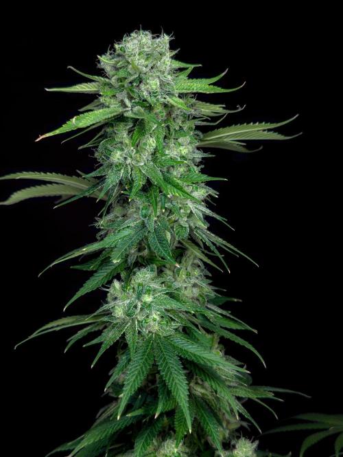 Doctor's Choice - Black mamba #42. Week 15