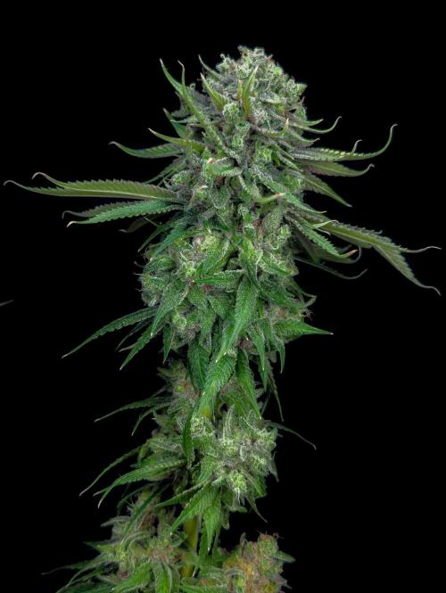Doctor's Choice - Black mamba #42. Week 15