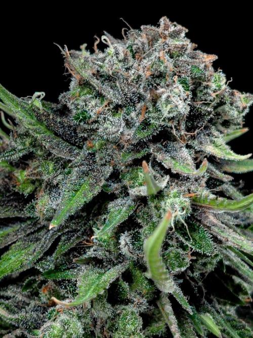 Doctor's Choice - Black mamba #42. Week 15