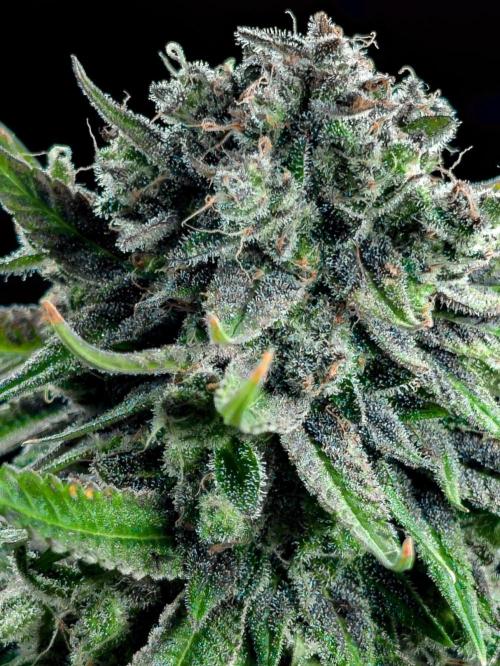 Black Mamba #42. Week 15