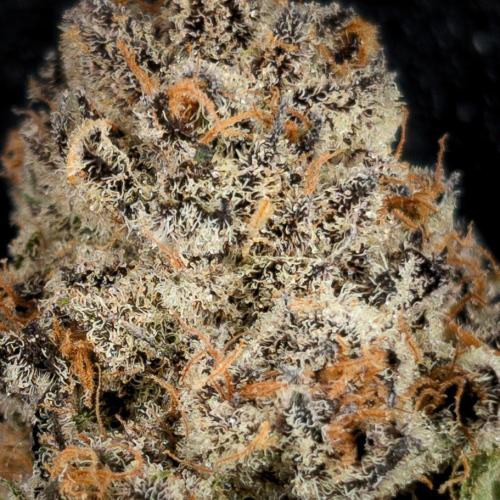 Doctor's Choice - Black mamba #42. Week 16 - #3 top bud macro