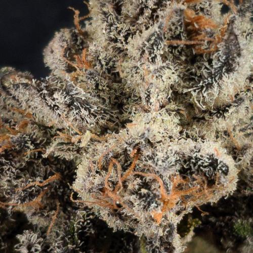 Doctor's Choice - Black mamba #42. Week 16 - #3 top bud macro