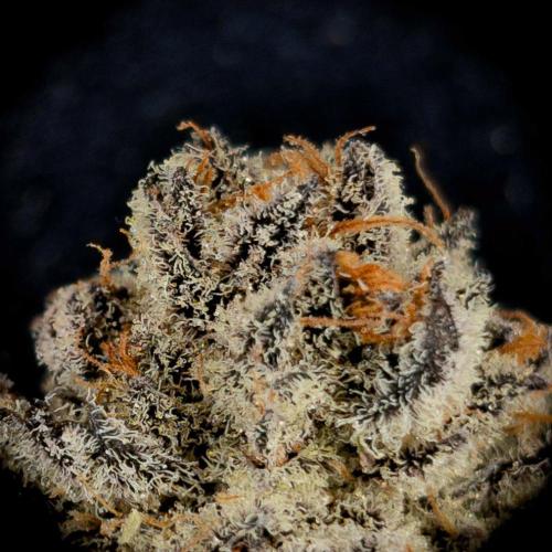 Doctor's Choice - Black mamba #42. Week 16 - #3 top bud macro