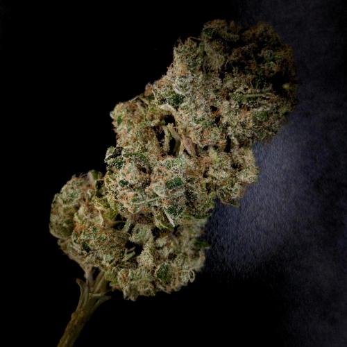 Black Mamba #42. Week 16