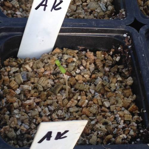 Cannabitch . Week 16 - Little seedling ok AK-47