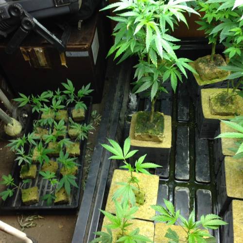 Cannabitch . Week 16