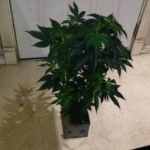 Cannabitch . Week 16 - Wedding cake as a toddler 