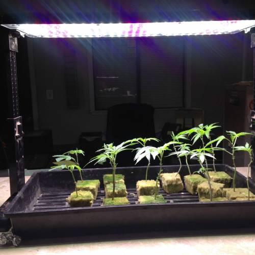 Cannabitch . Week 16 - Baby clones 