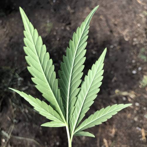 Cannabitch . Week 16 - Beautifully Deformed 