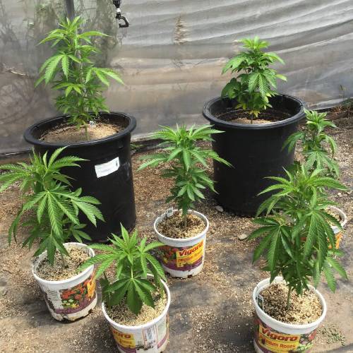 Cannabitch . Week 16