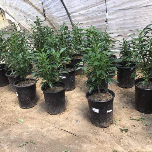 Cannabitch . Week 16