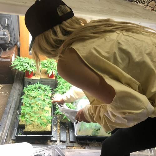 Cannabitch . Week 16 - Spraying mists of H20 on the growing baby clones 
