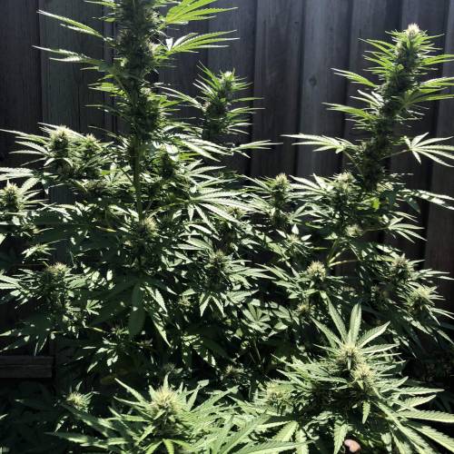 Cannabitch . Week 16 - Zoomed out 