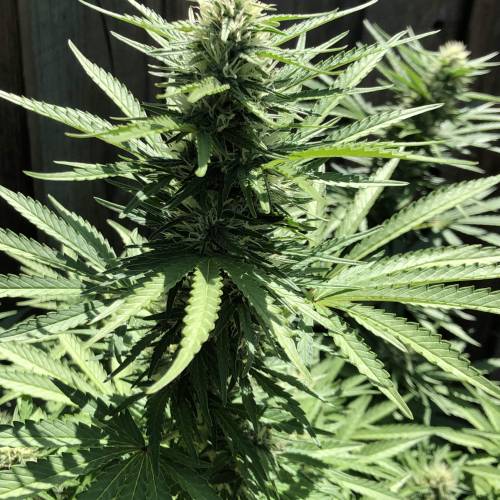 Cannabitch . Week 16 - This weeks wedding cake colas almost finished going to harvest soon - zoomed in 