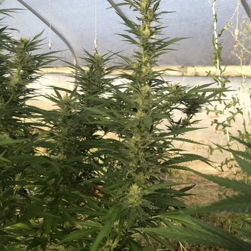 Cannabitch . Week 16