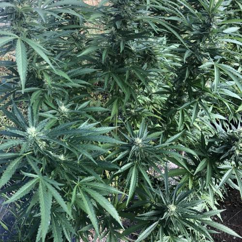 Cannabitch . Week 16 - This weeks white widow almost finished harvesting in the next month 