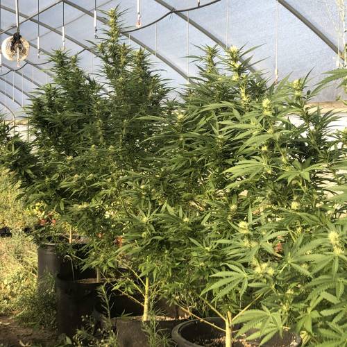 Cannabitch . Week 16 - Fire OG and white widow 