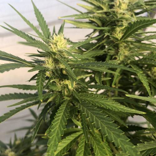 Cannabitch . Week 16 - The smell is intense - fire OG