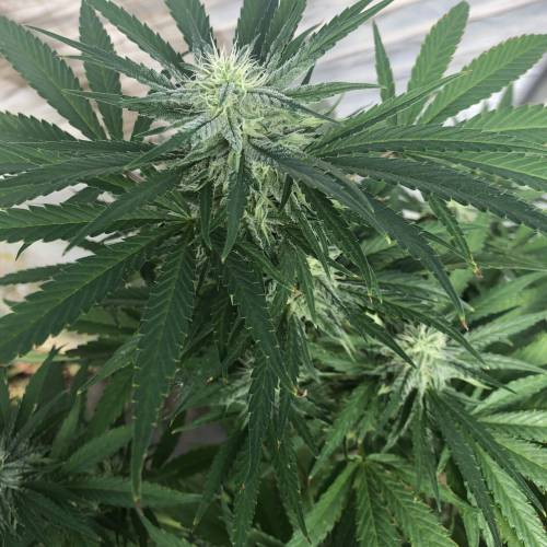 Cannabitch . Week 16