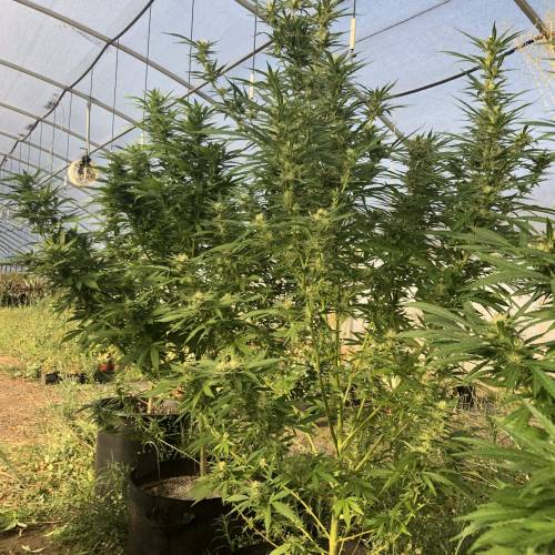 Cannabitch . Week 16 - Large colas 
