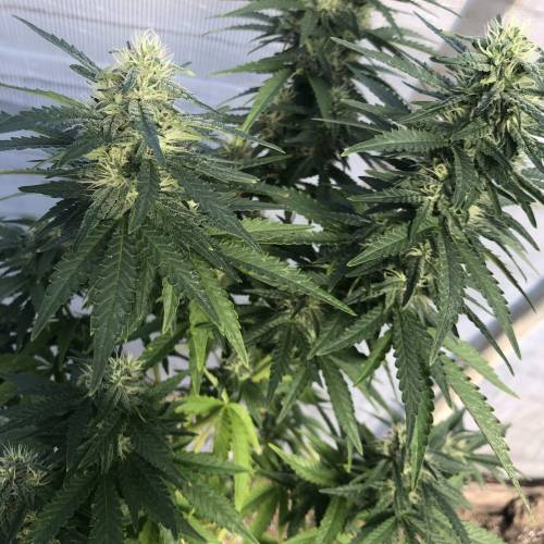 Cannabitch . Week 16 - Massive colas and we still have a few weeks to go 