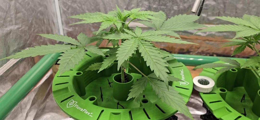 🤩Original Auto🤩 1st grow in gd