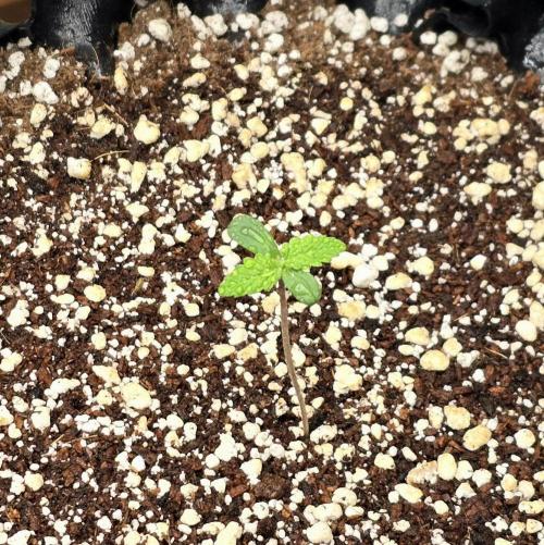 🍋🍒🍪. Week 1 - 03/10