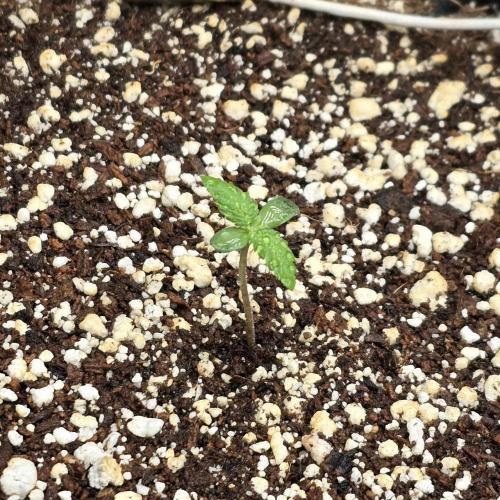 🍋🍒🍪. Week 1 - 03/10