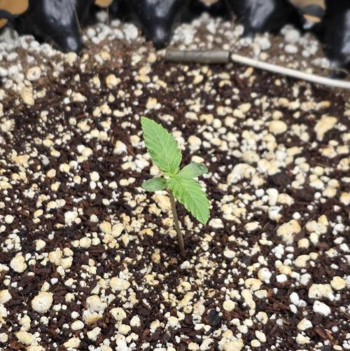 🍋🍒🍪. Week 1 - 03/12