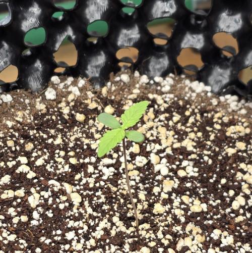 🍋🍒🍪. Week 1 - 03/12