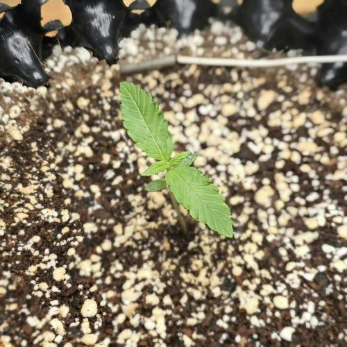 🍋🍒🍪. Week 1 - 03/14
