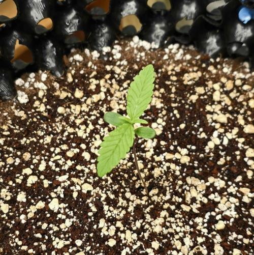 🍋🍒🍪. Week 1 - 03/14