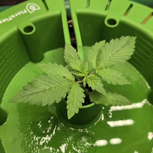 🍋🍒🍪. Week 2 - 03/21