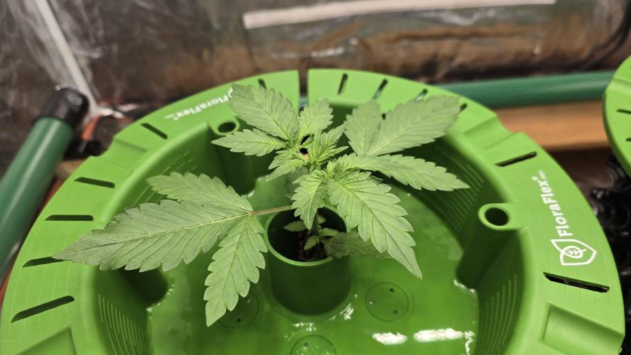 🍋🍒🍪. Week 2 - 03/24