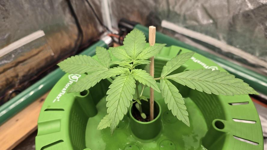 🍋🍒🍪. Week 2 - 03/24