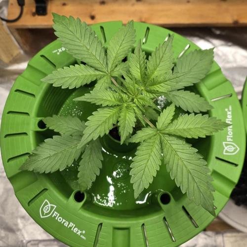 🍋🍒🍪. Week 3 - 03/27