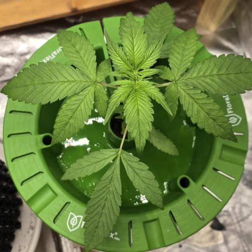 🍋🍒🍪. Week 3 - 03/27