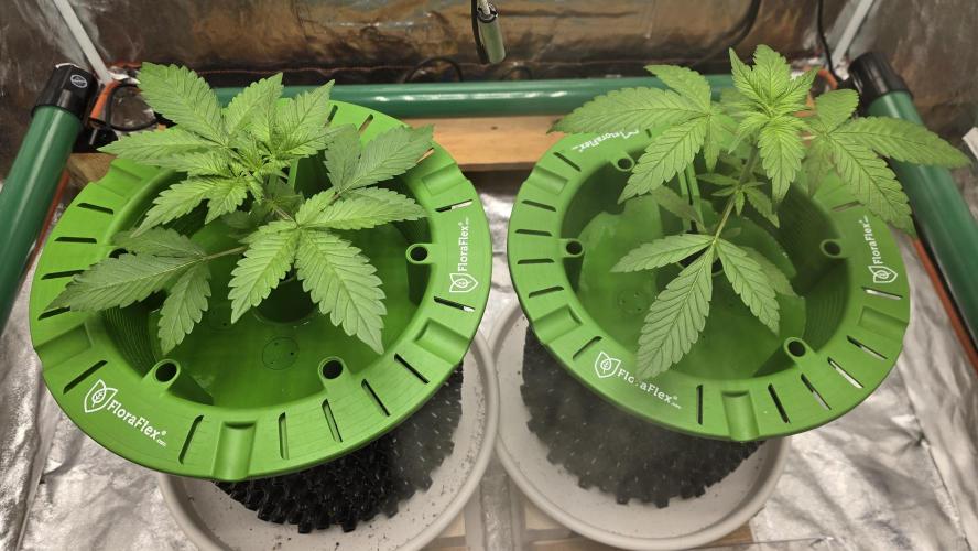🍋🍒🍪. Week 3 - 03/27